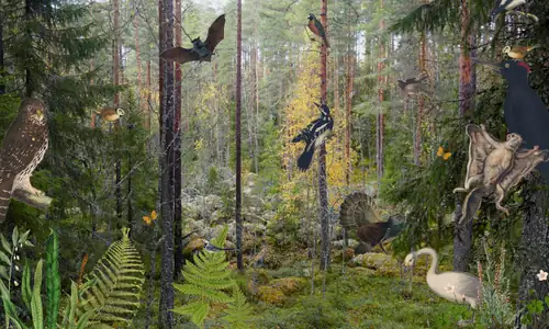 Elonkirjon kaupunki: Alternativforslag for naturmangfoldet