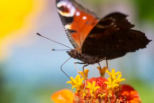 Fjärilar och insekter på Hara i slutet av sommaren