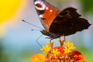 Fjärilar och insekter på Hara i slutet av sommaren