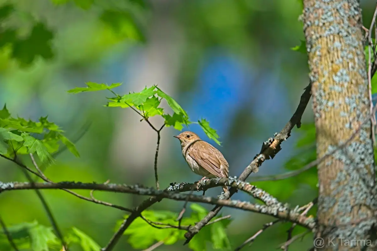 Kunstutstilling juli-august — Kontulan seniorikeskus/Palvelukeskus, Helsinki