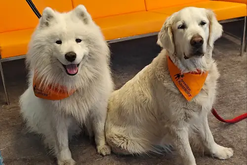 Therapy Dogs at Töölö Library