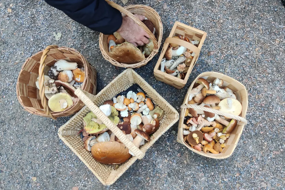 Autumn Edible Mushrooms - Lecture and Mushroom Exhibition — Herttoniemen kirjasto, Helsinki