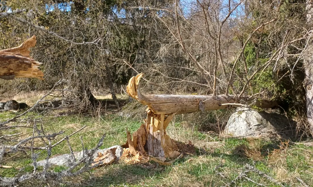 In the Forest's Care - Utopian Pedagogy: Lecture by Professor Antti Rajala and Doctoral Researcher Aki Saariaho — Kanneltalo, Helsinki