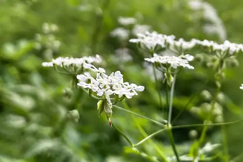 Poetry and Summer Day - Poetry Reading