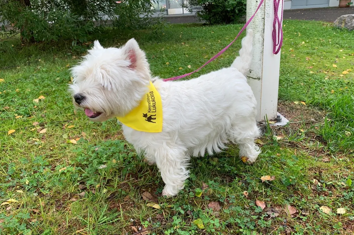 Reading Dog Tuisku — Laajasalon kirjasto, Helsinki