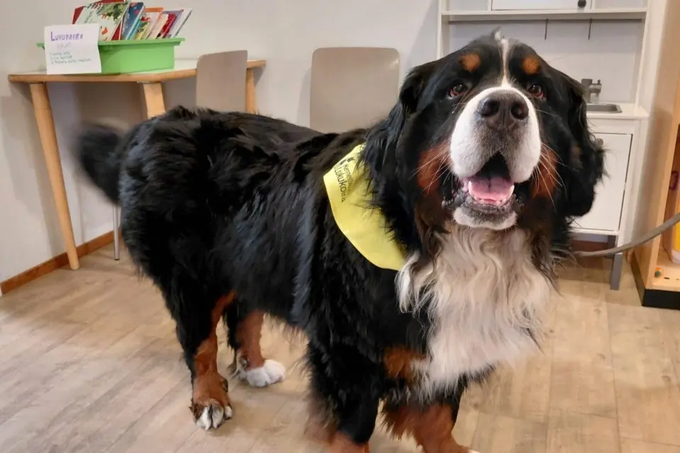 Läshunden Einar på Vuosaaren bibliotek — Vuosaaren kirjasto, Helsingfors