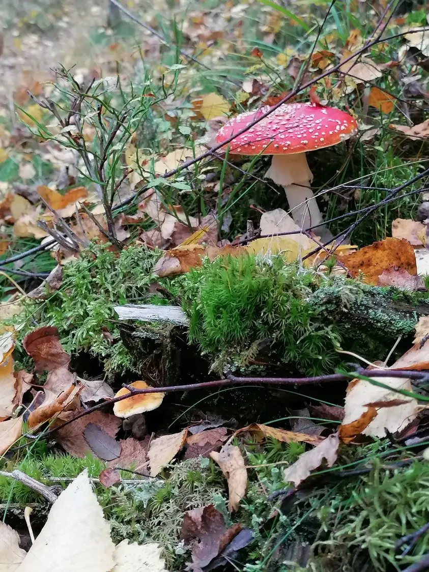 Sieninäyttely — Kalajärven kirjasto, Espoo