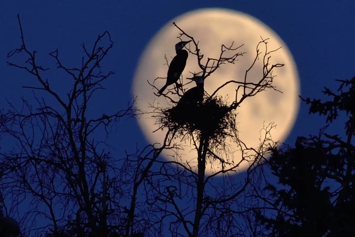 Viapori Jazz: Birds of the Archipelago, Photo Exhibition — Myllysali, Helsinki