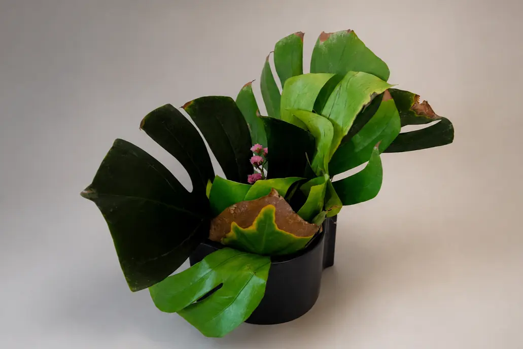 Ikebana kuuluu kaikille — Keskustakirjasto Oodi, Helsinki