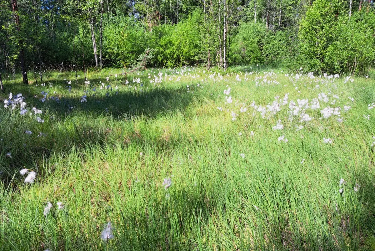 Velkommen til å bli kjent med naturvernområdet på Hakuninmaa — Kimpitie 22, Helsinki, Helsinki