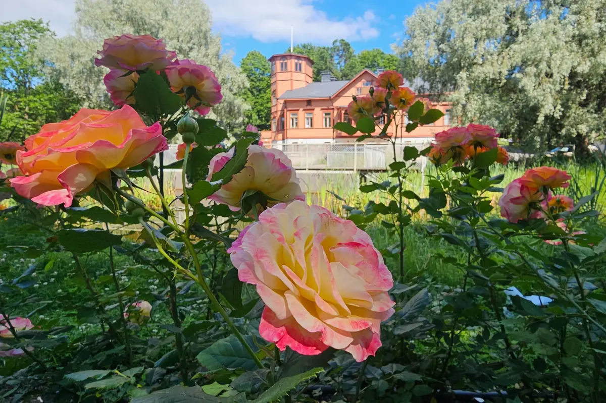 Johanna Charlotta Maexmontan -luento — Stadin yhteisötalo Oulunkylän Seurahuone, Helsinki