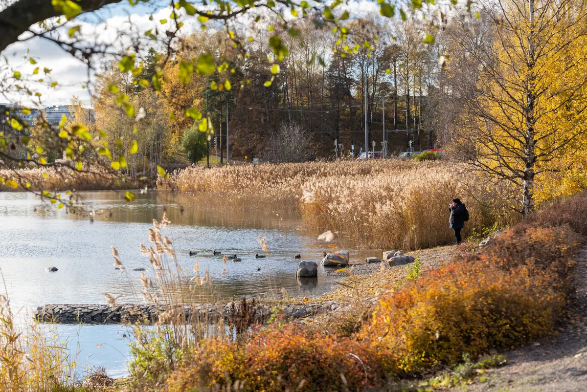 Bird Walk at Töölönlahti — Karamzininranta 4, Helsinki, Helsinki