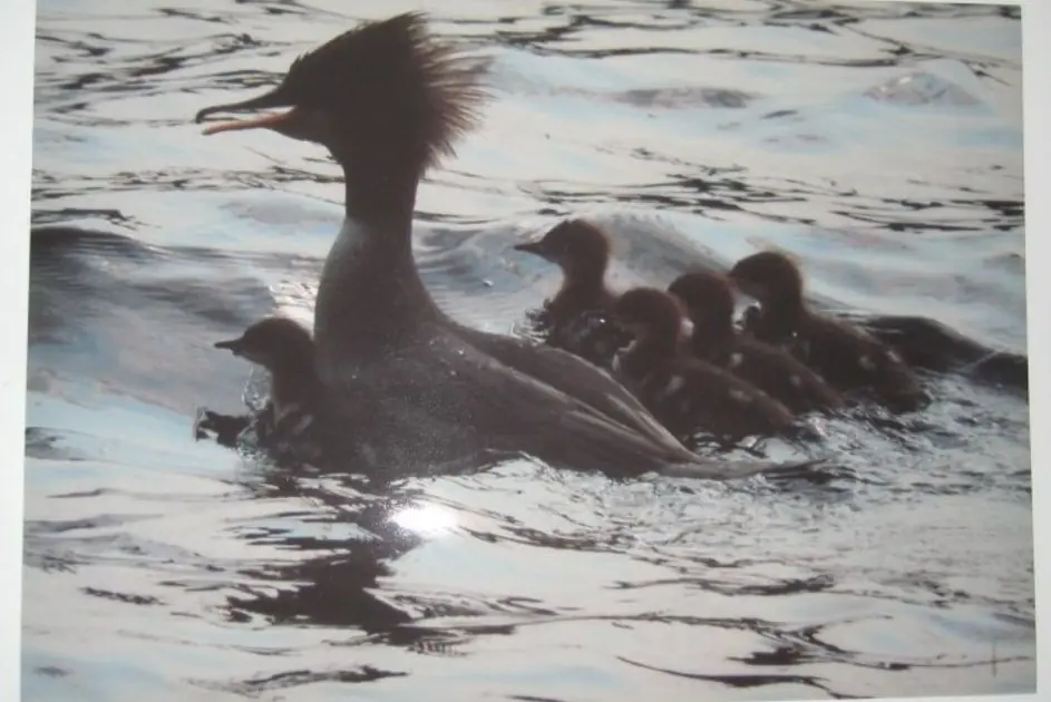 SEPTEMBER EXHIBITION: Tapani Siikaniemi - Nature Photographs from Finland and Beyond — Kontulan seniorikeskus/Palvelukeskus, Helsinki