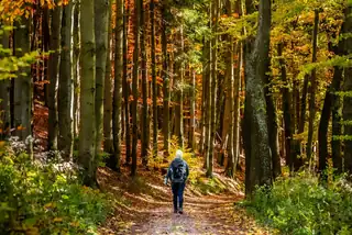 Nature Walk for Screen-Weary Souls