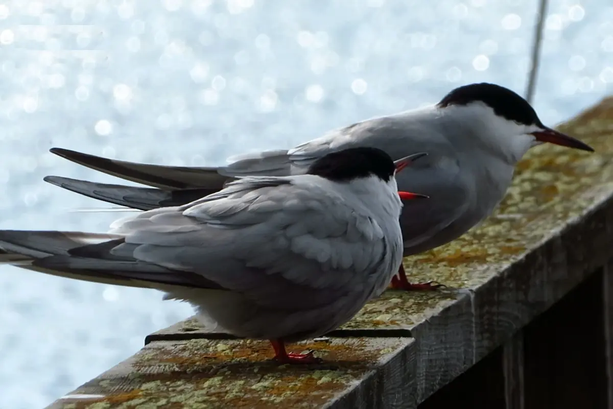 Vuosaaren fåglar och natur i fotografier — Vuosaaren kirjasto, Helsingfors