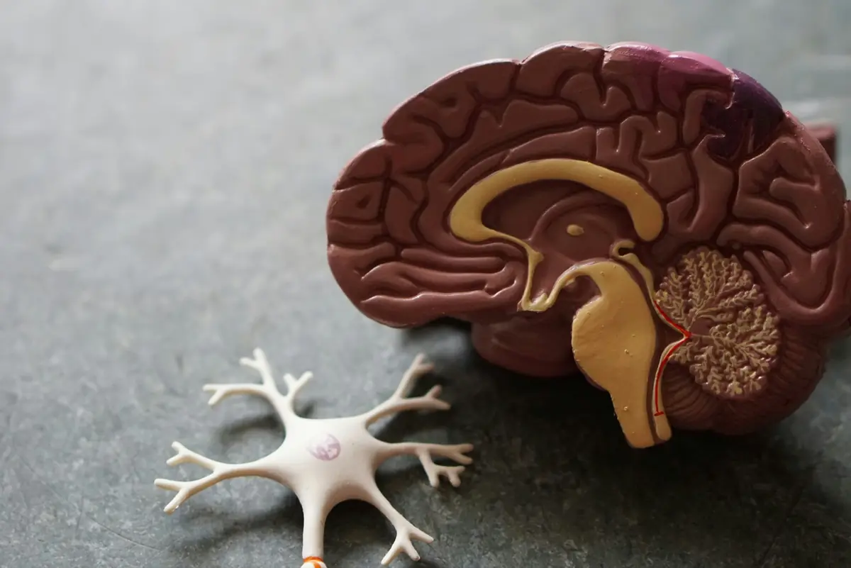 Lecture: Nutrition and Brain Health — Kinaporin seniorikeskus, Helsinki