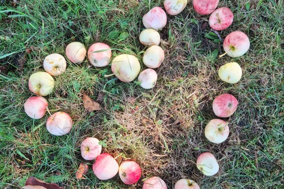 Fallkullan pidennetty perjantai 9-11-vuotiaille — Fallkullan kotieläintila, Helsinki