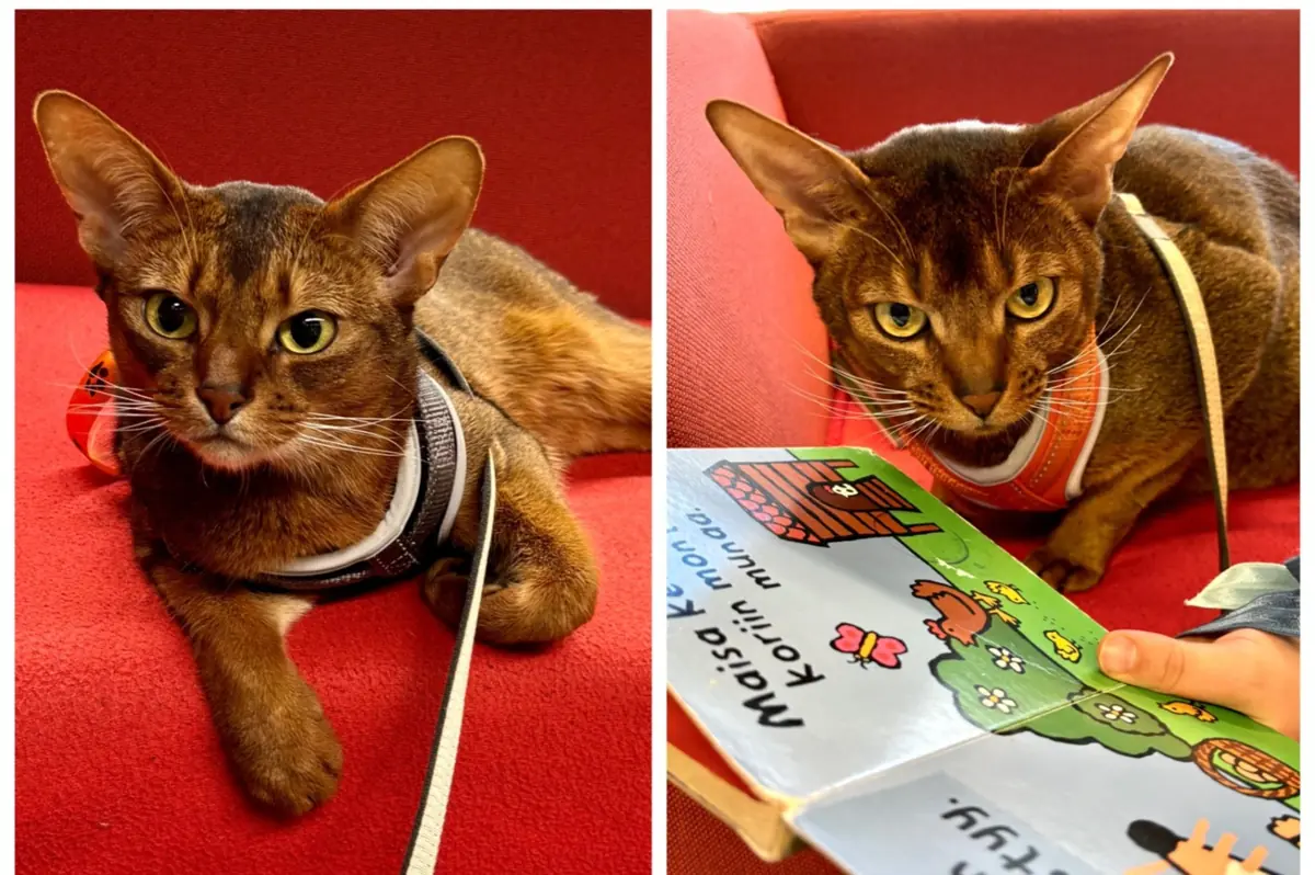 Meet Reading Cats Marvin and Lenni — Jätkäsaaren kirjasto, Helsinki