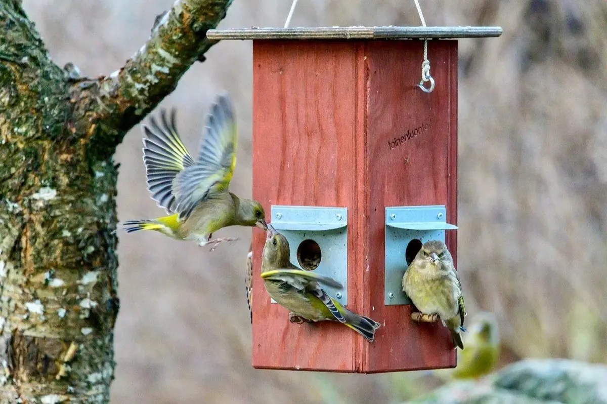 Fåglarnas vinterfodring och ringmärkning — Myllypuron kirjasto, Helsingfors