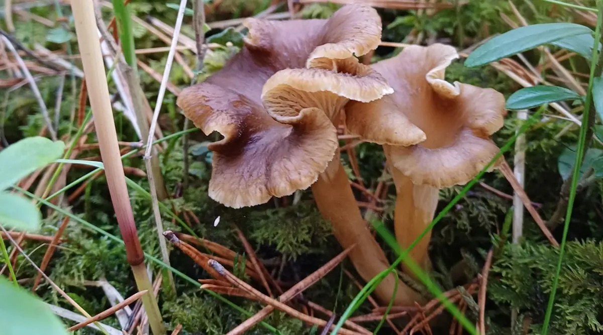 Mushroom and Bible Course — karkun evankelinen opisto, Sastamala
