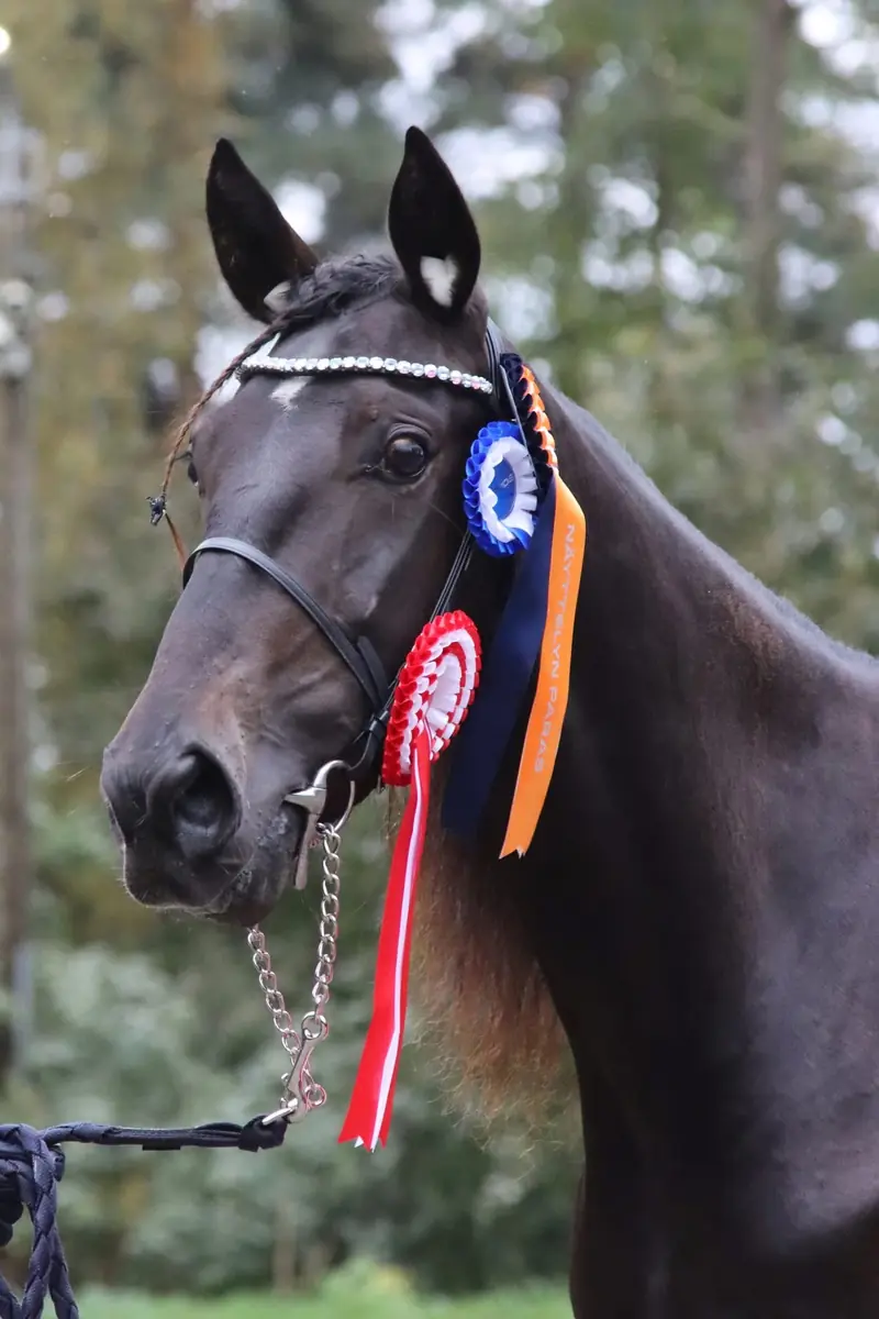 Mare and Foal Exhibition — teivon ravikeskus, Tampere