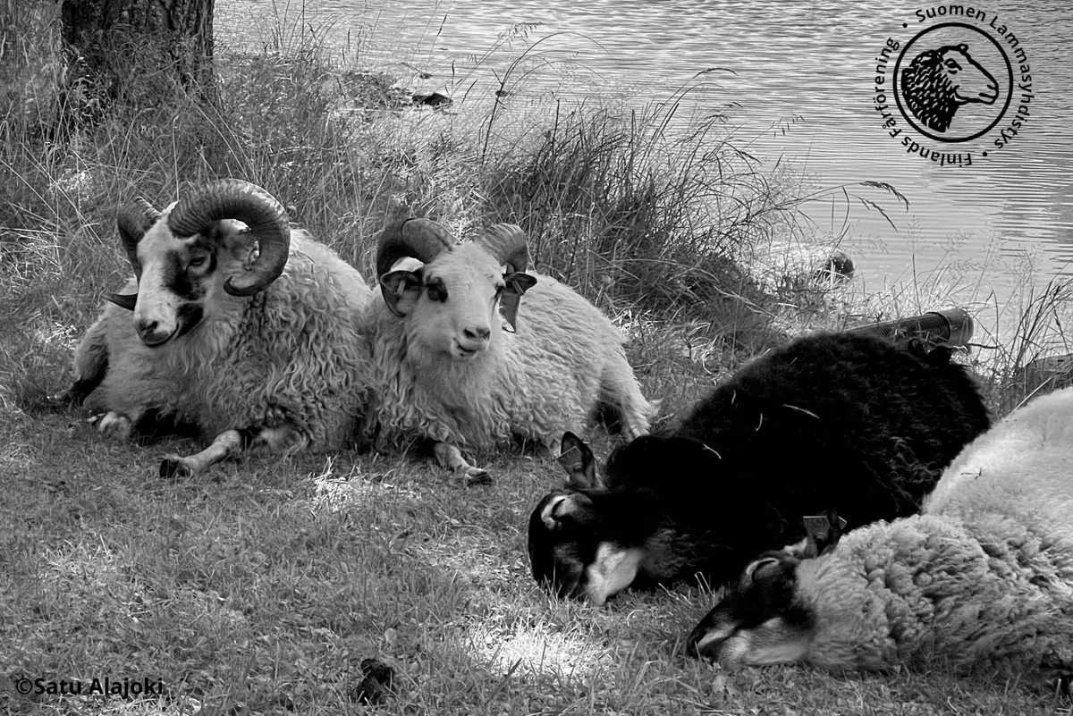 Wool Day — Kansalaistori, Helsinki